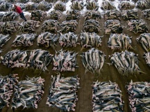 Mexican fishermen unload their boats full of dead sharks ready to be finned and shipped.